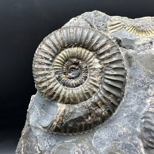 Gracile Multi-block Ammonite Fossil With Box And Stand - Whitby, North Yorkshire Jurassic Coast Yorkshire Fossils