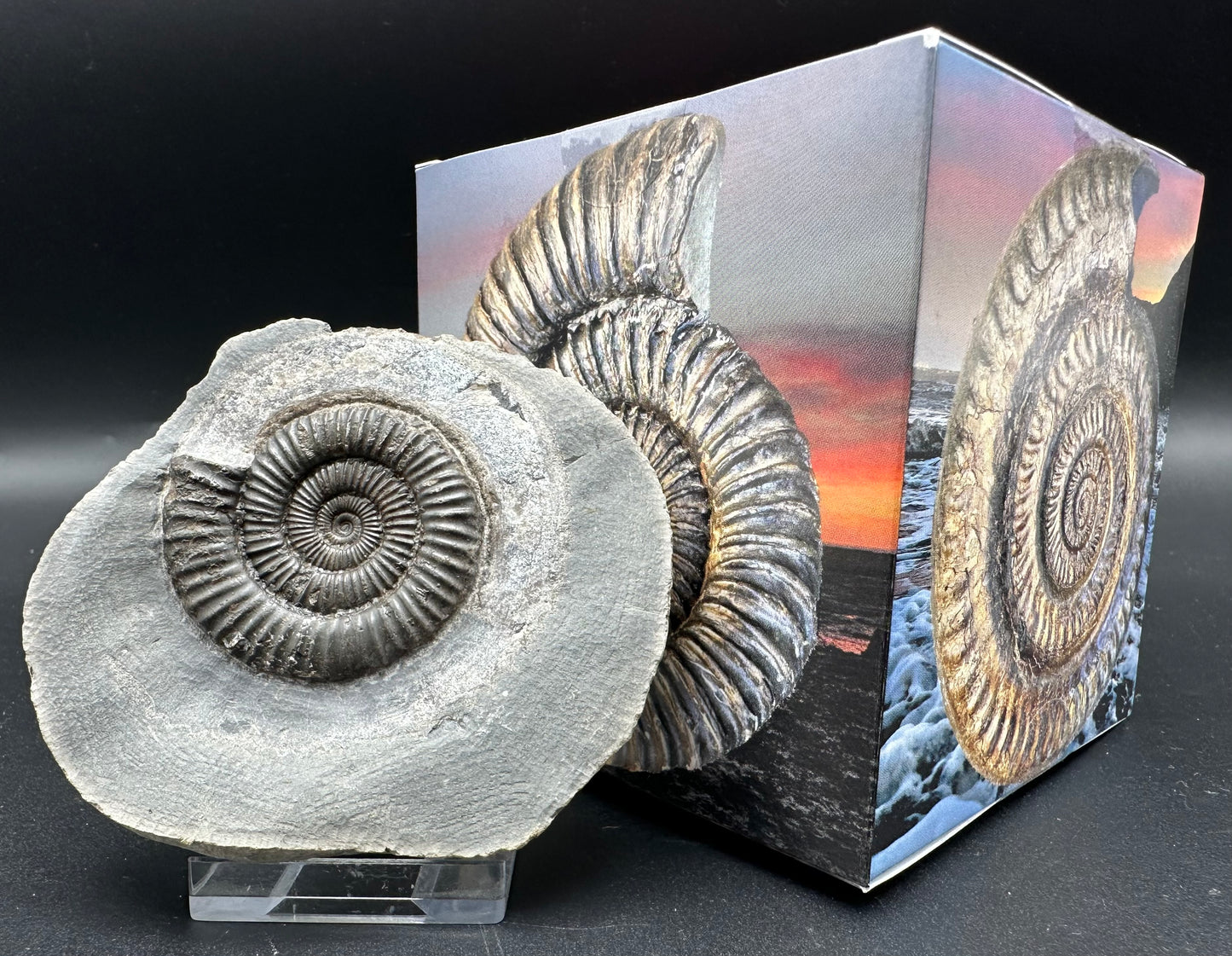 Dactylioceras Ammonite Fossil With Box And Stand - Whitby, North Yorkshire Jurassic Coast Yorkshire Fossils