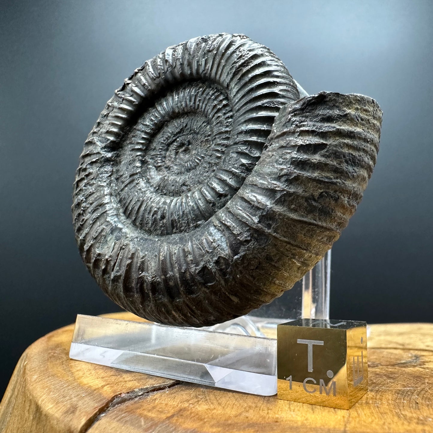 Dactylioceras Ammonite Fossil With box and Stand - Whitby, North Yorkshire Jurassic Coast Yorkshire Fossils