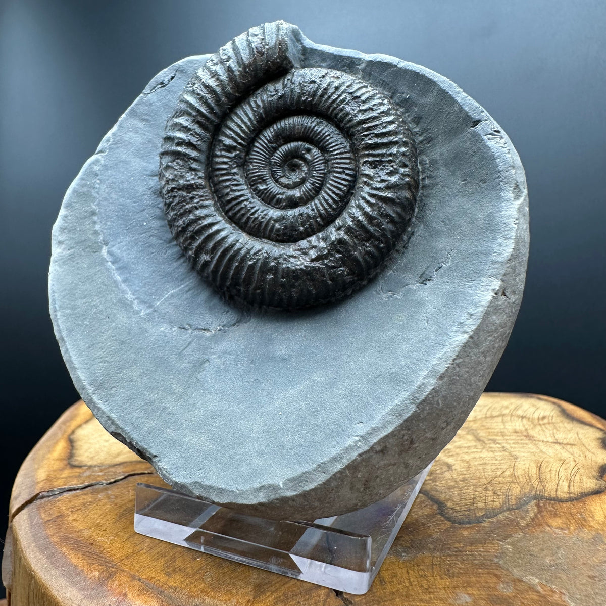 Dactylioceras Ammonite Fossil With box and Stand - Whitby, North Yorkshire Jurassic Coast Yorkshire Fossils