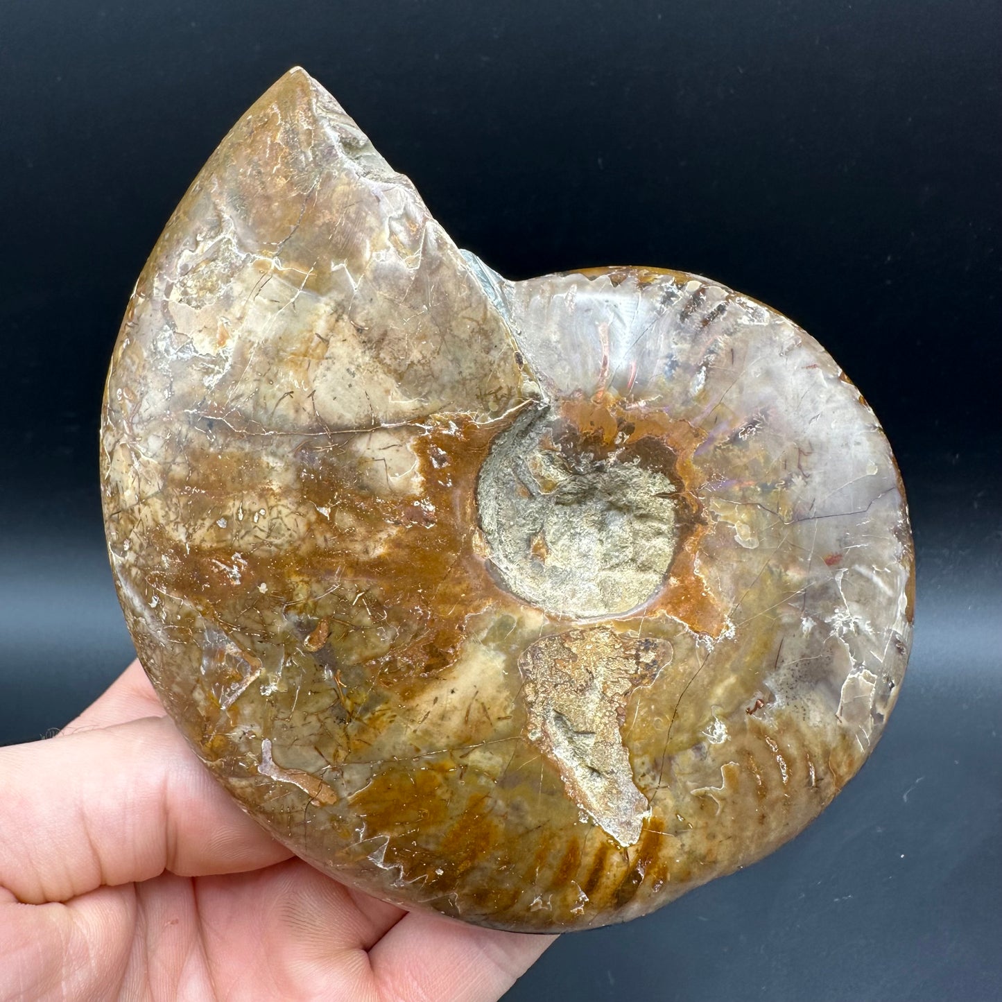 Cleoniceras Ammonite Fossil With Box And Stand - Cretaceous Ammonite Madagascar