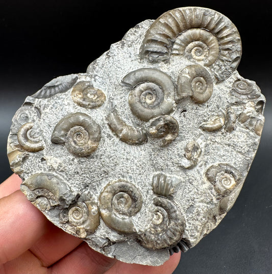 Arnioceras ammonite shell fossil with box and stand - Whitby, North Yorkshire Jurassic Coast Yorkshire Fossils