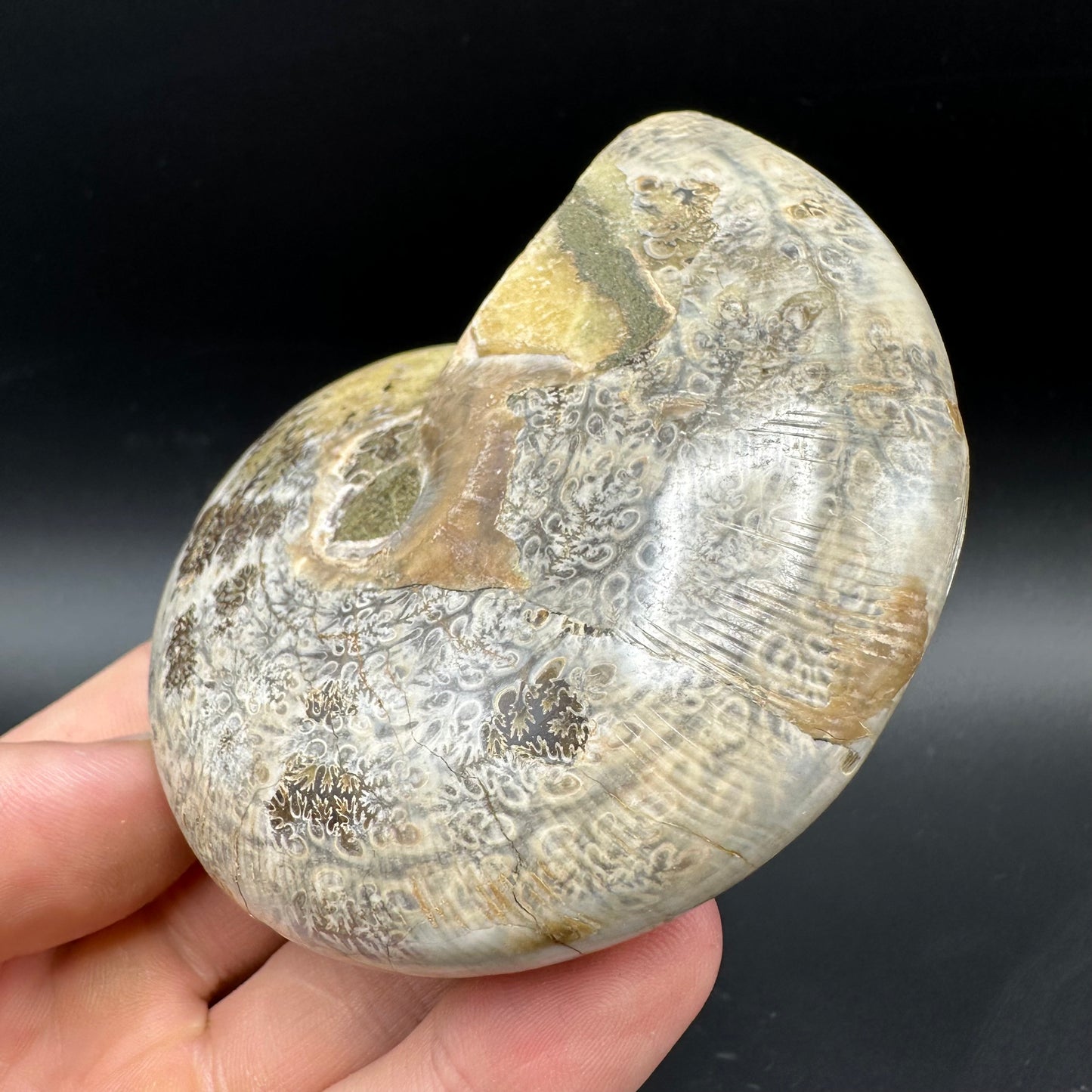 Phylloceras Ammonite Fossil With Box And Stand - Cretaceous Ammonite Madagascar