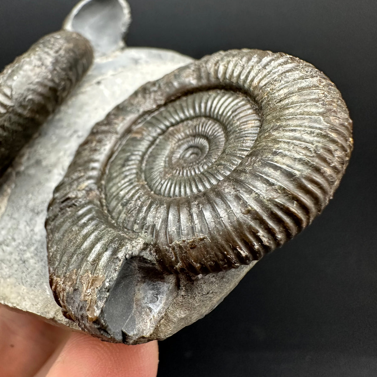 Dactylioceras Ammonite Fossil With Stand - Whitby, North Yorkshire Jurassic Coast Yorkshire Fossils