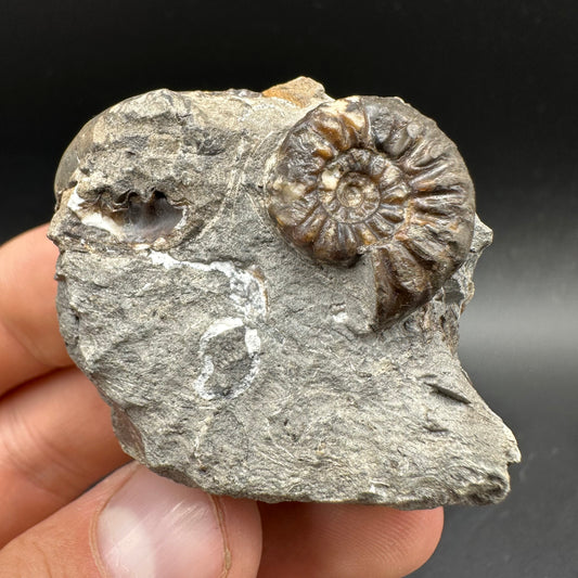 Amaltheus subnodosus Ammonite fossil with box and stand - Whitby, North Yorkshire Jurassic Coast Yorkshire Fossils