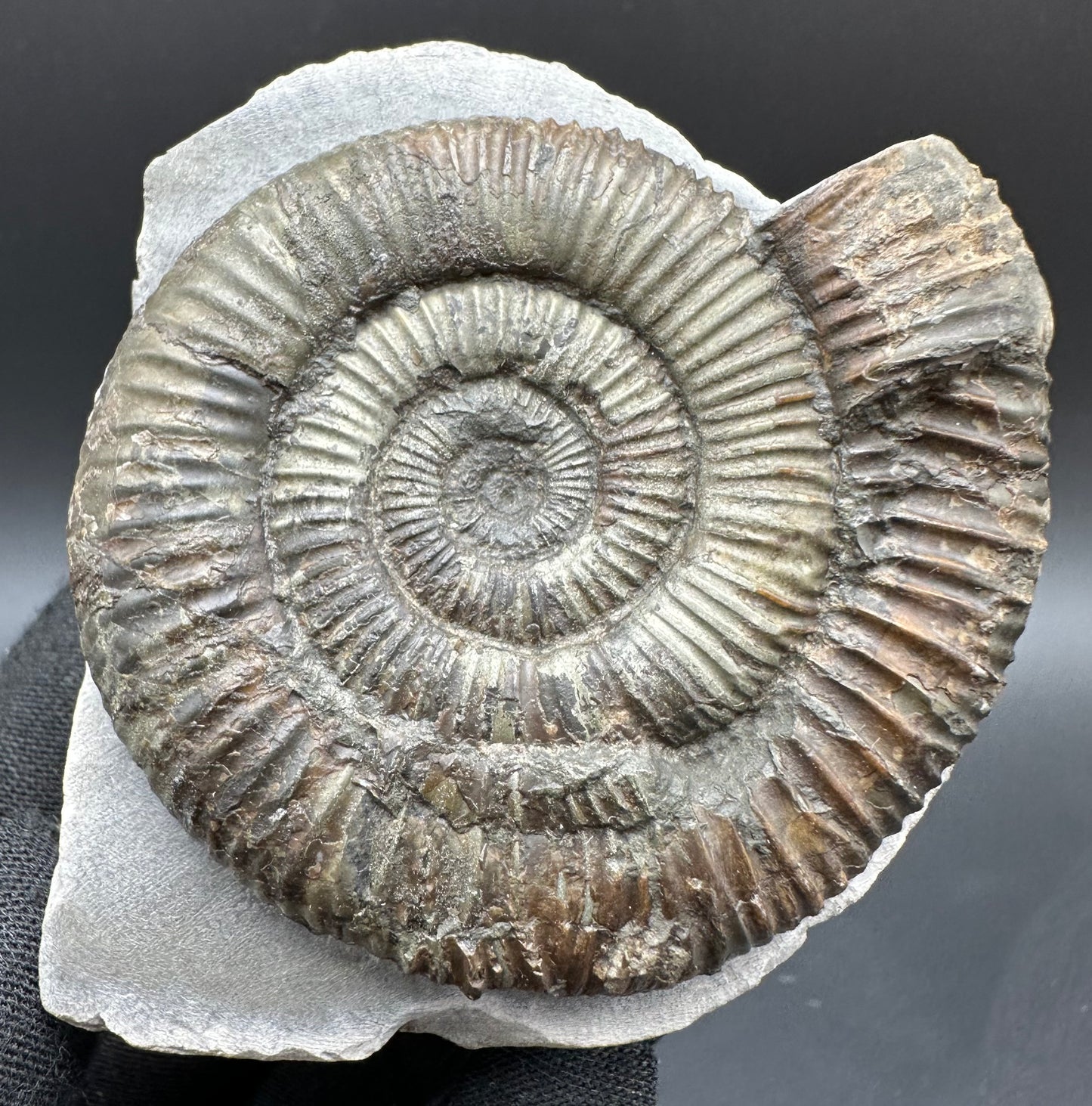 Dactylioceras Ammonite Fossil With Box And Stand - Whitby, North Yorkshire Jurassic Coast Yorkshire Fossils