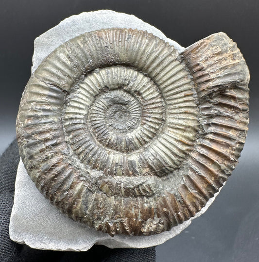 Dactylioceras Ammonite Fossil With Box And Stand - Whitby, North Yorkshire Jurassic Coast Yorkshire Fossils