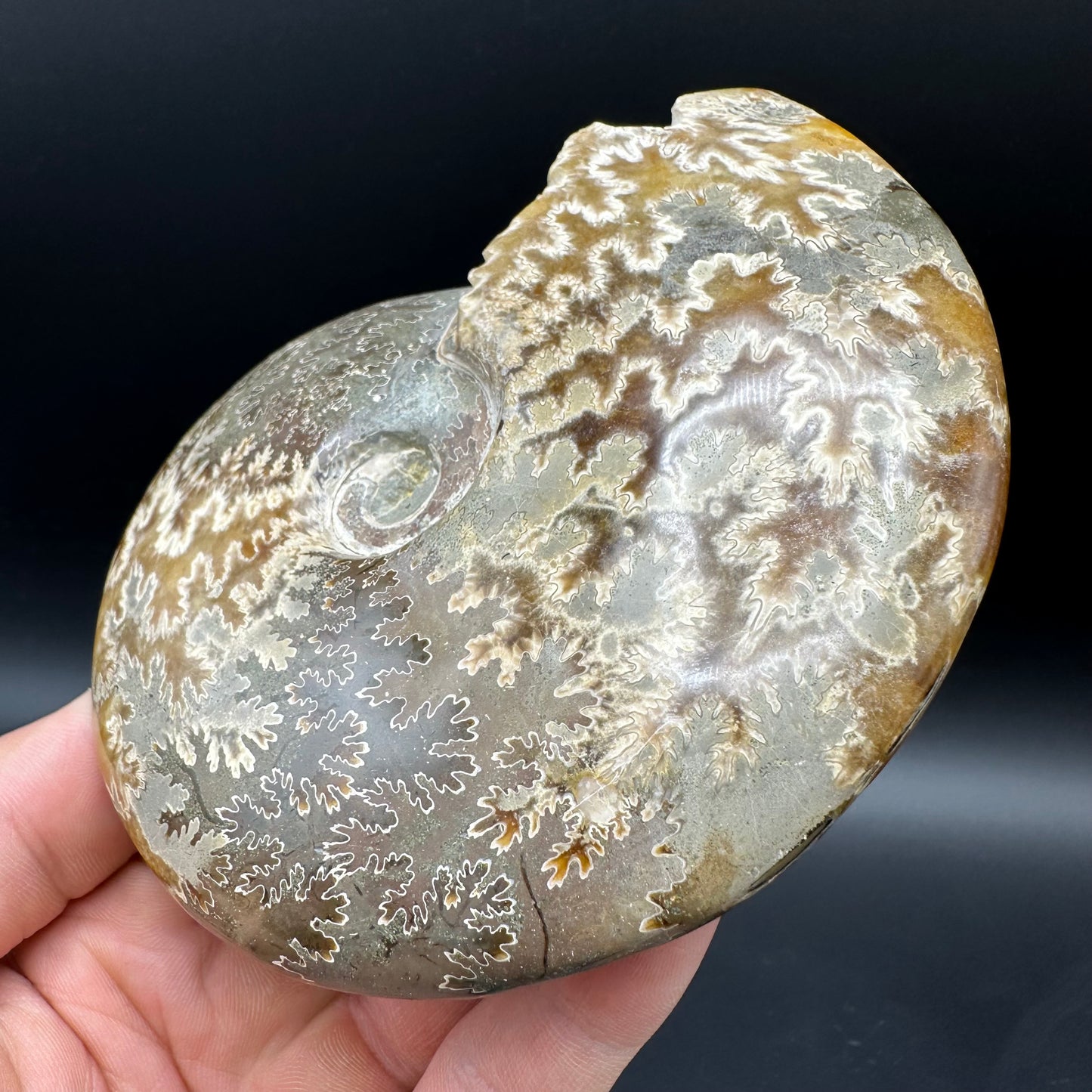 Cleoniceras Ammonite Fossil With Box And Stand - Cretaceous Ammonite Madagascar