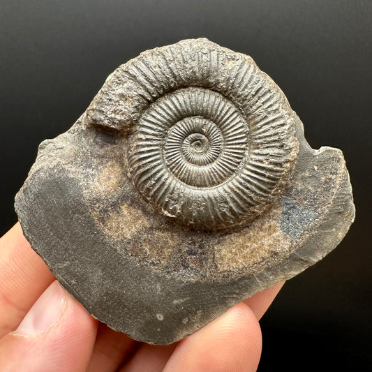 Genuine Yorkshire ammonite fossil for sale – Whitby Jurassic specimen