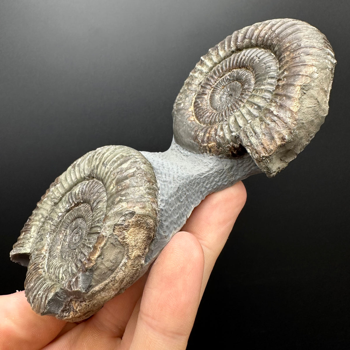 Dactylioceras Ammonite Fossil With Stand - Whitby, North Yorkshire Jurassic Coast Yorkshire Fossils