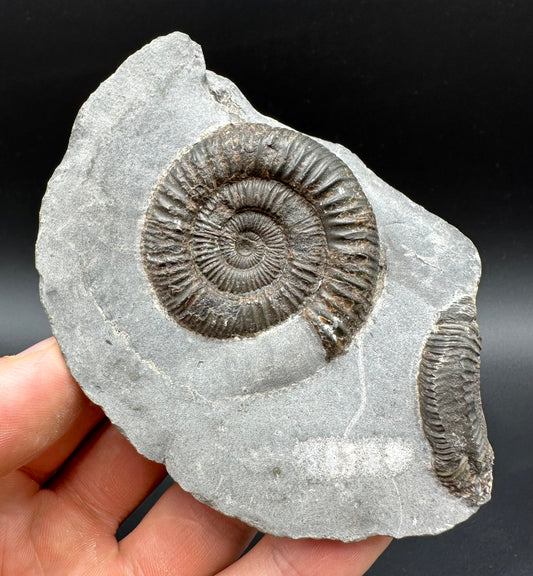 Dactylioceras Ammonite Fossil With Box And Stand - Whitby, North Yorkshire Jurassic Coast Yorkshire Fossils