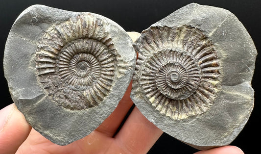 Dactylioceras Ammonite nodule (split pair) Fossil With Box And Stand - Whitby, North Yorkshire Jurassic Coast Yorkshire Fossils