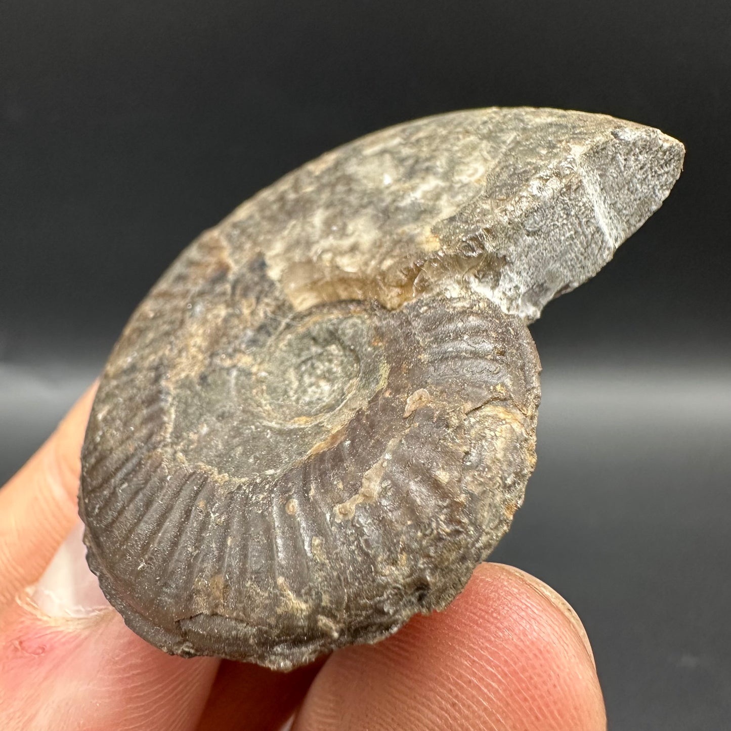 Eleganticeras Elegantulum Ammonite fossil with box and stand - Whitby, North Yorkshire Jurassic Coast, Yorkshire Fossils