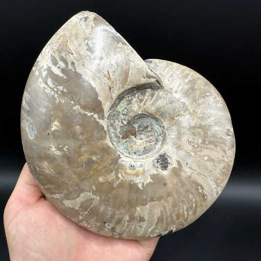 Cleoniceras Ammonite Fossil With Stand - Cretaceous Ammonite Madagascar