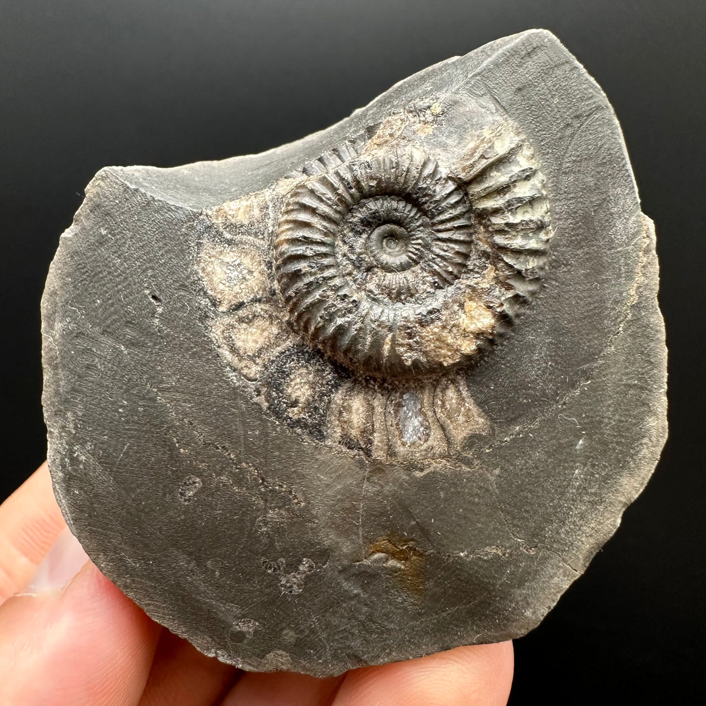 Dactylioceras Ammonite Fossil Gift Set - Whitby, North Yorkshire Jurassic Coast Yorkshire Fossils l