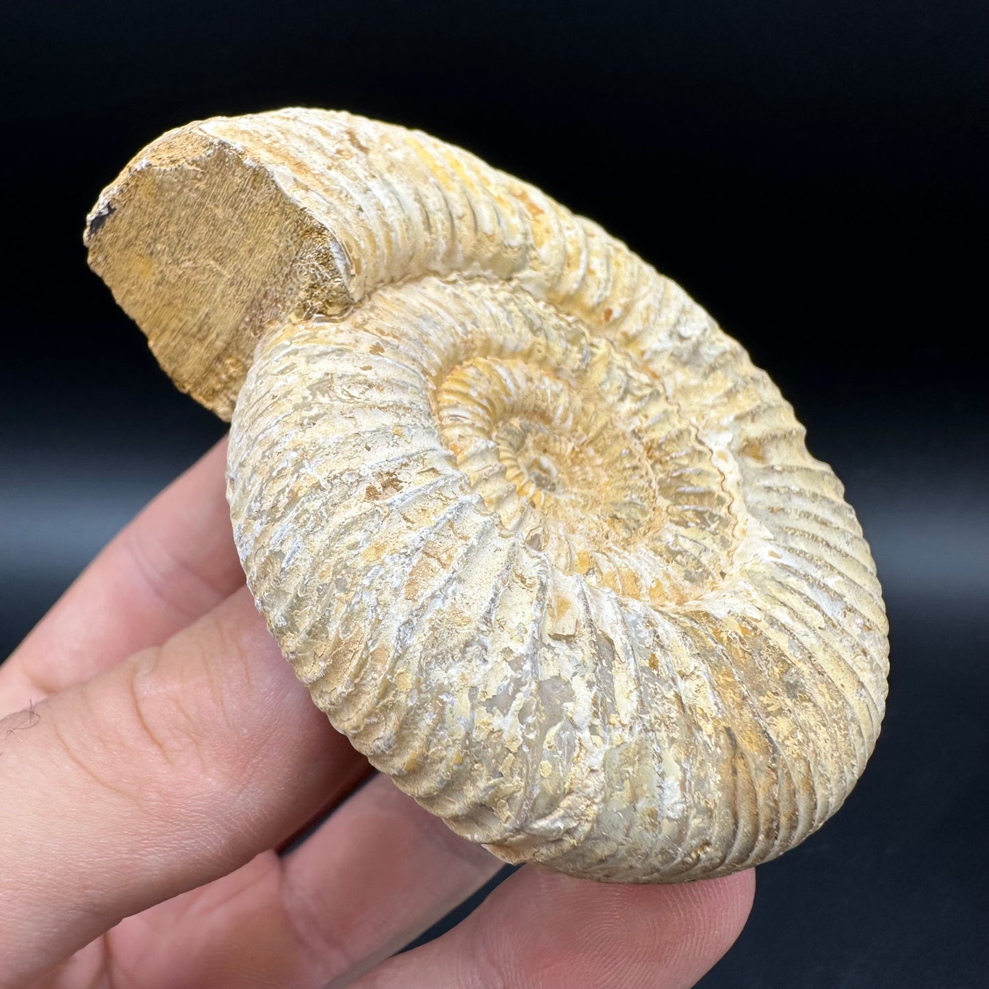 Dichotomosphinctes Ammonite Fossil With Box And Stand - Middle Jurassic Ammonite Madagascar
