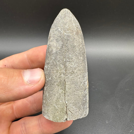 Belemnite (Fossil Squid) shell fossil - Whitby, North Yorkshire Jurassic Coast Yorkshire Fossils