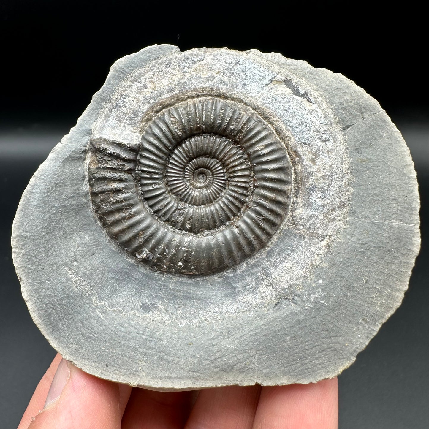 Dactylioceras Ammonite Fossil With Box And Stand - Whitby, North Yorkshire Jurassic Coast Yorkshire Fossils