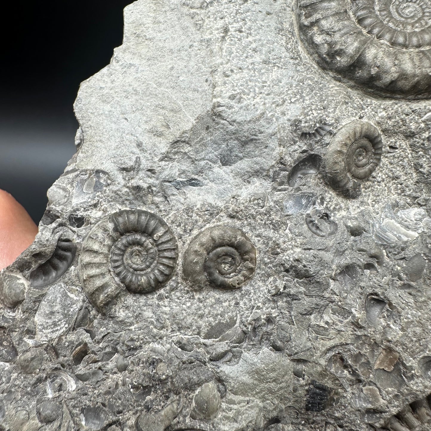 Arnioceras ammonite shell fossil with stand - Whitby, North Yorkshire Jurassic Coast Yorkshire Fossils