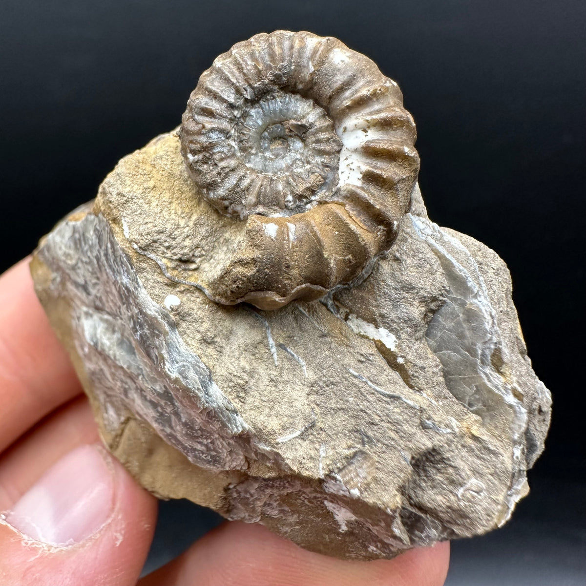 Androgynoceras capricornus Ammonite Fossil With Stand - Whitby, North Yorkshire Jurassic Coast Yorkshire Fossils