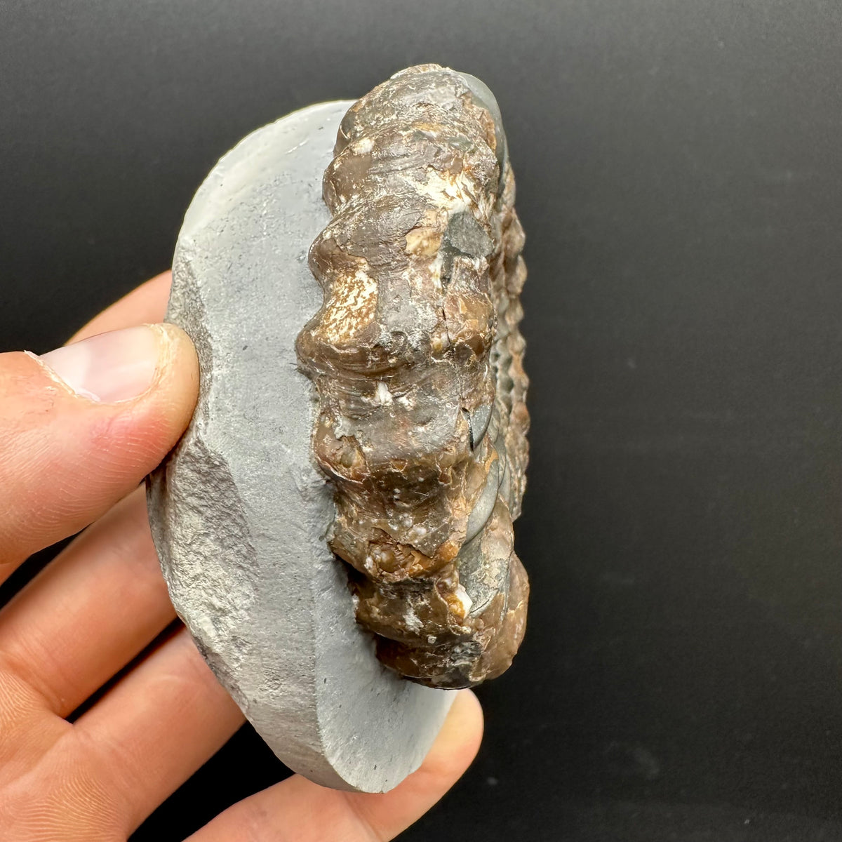 Androgynoceras maculatum ammonite fossil with box and stand - Whitby, North Yorkshire Jurassic Coast Yorkshire Fossils