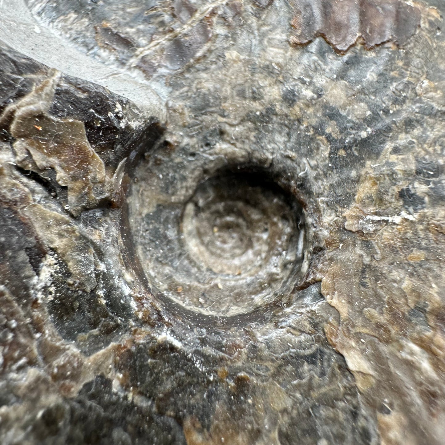 Pseudolioceras lythense ammonite fossil - Whitby, North Yorkshire, Yorkshire Fossils on the Jurassic Coast