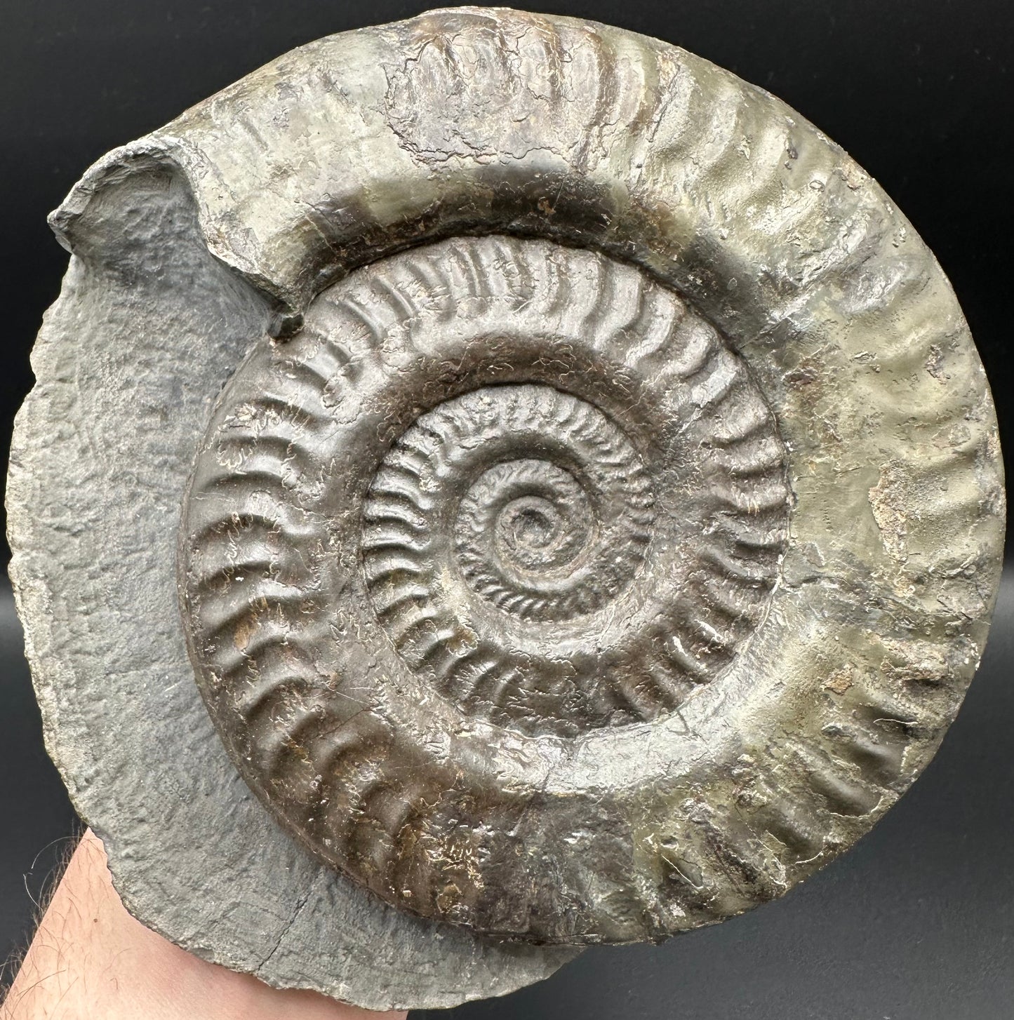 Hildoceras lusitanicum Ammonite fossil - Whitby, North Yorkshire, Jurassic Coast, Yorkshire Fossils from the Jurassic Coast