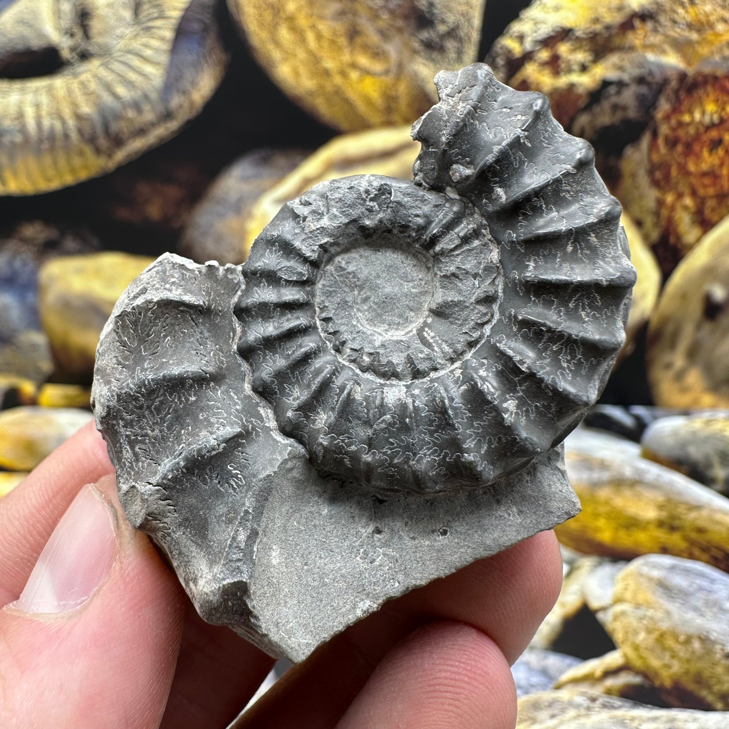 Pleuroceras hawskerense x3 ammonite fossil - Whitby, North Yorkshire Jurassic Coast, Yorkshire fossils