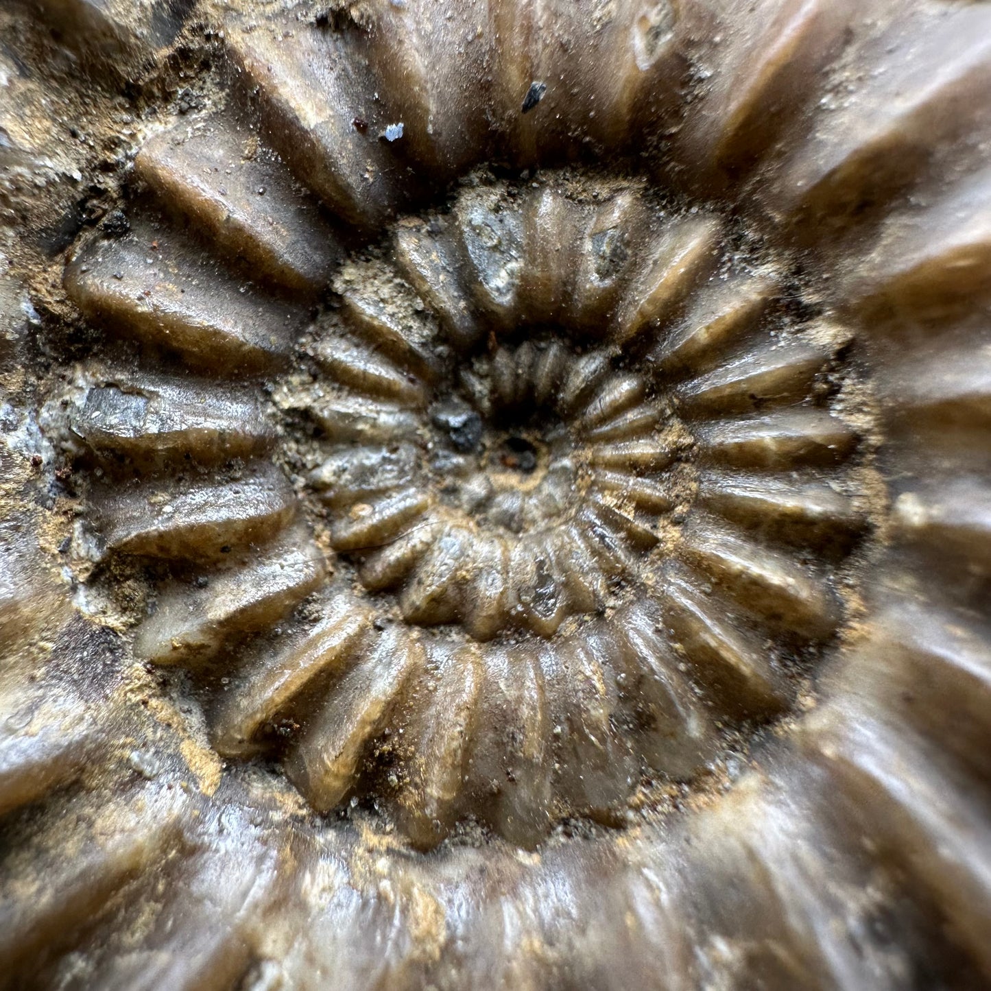 Androgynoceras Capricornus ammonite fossil with box and stand - Whitby, North Yorkshire Jurassic Coast Yorkshire Fossils