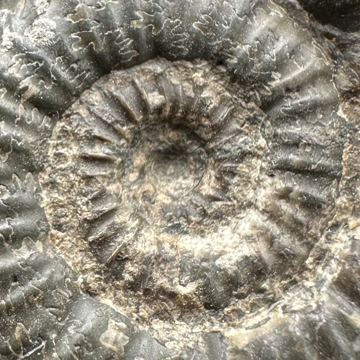 Porpoceras vortex ammonite fossil with box and stand - Whitby, North Yorkshire Jurassic Coast, Yorkshire fossils