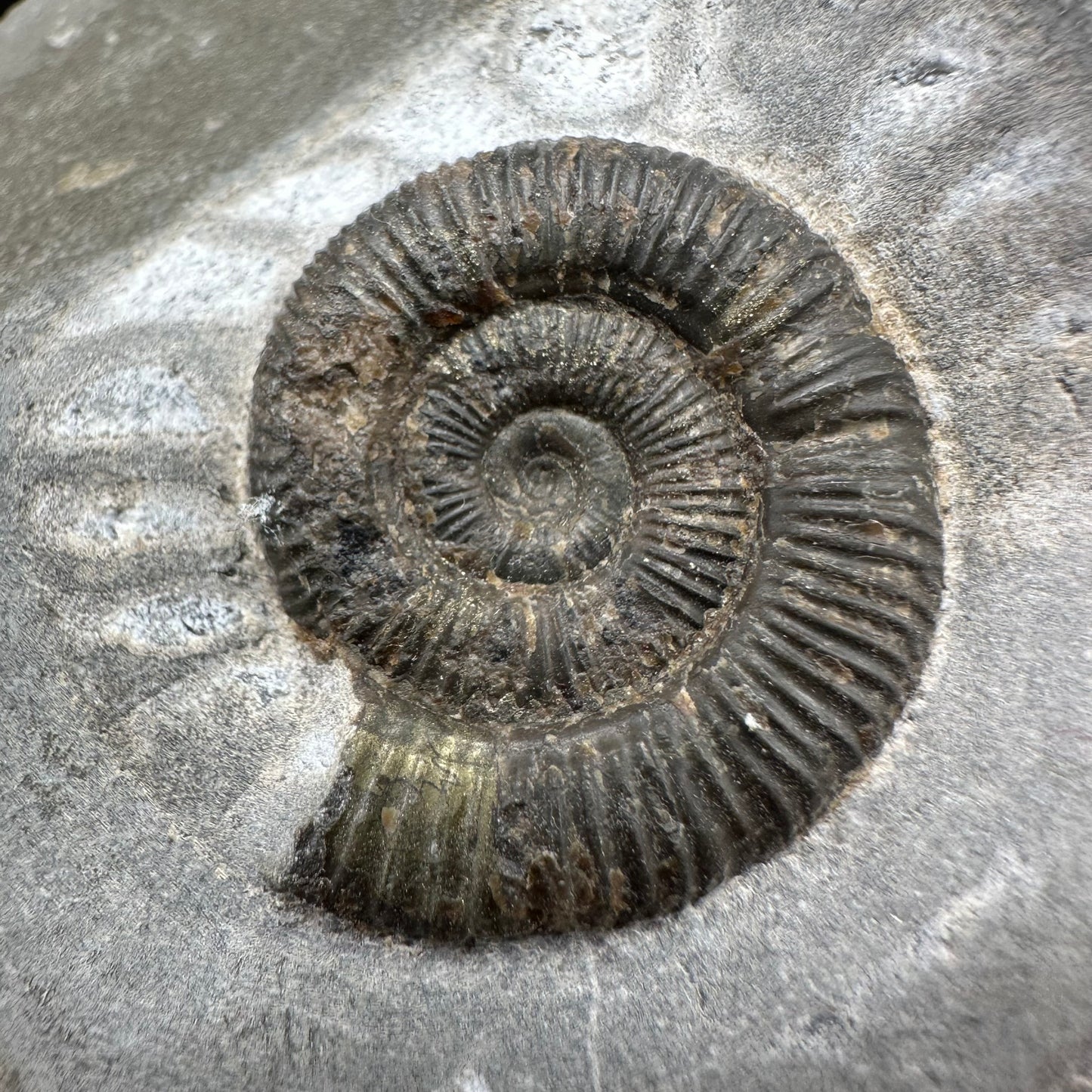 Dactylioceras Ammonite Fossil With Box And Stand - Whitby, North Yorkshire Jurassic Coast Yorkshire Fossils