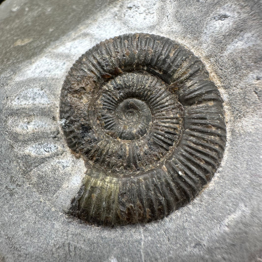 Dactylioceras Ammonite Fossil With Box And Stand - Whitby, North Yorkshire Jurassic Coast Yorkshire Fossils