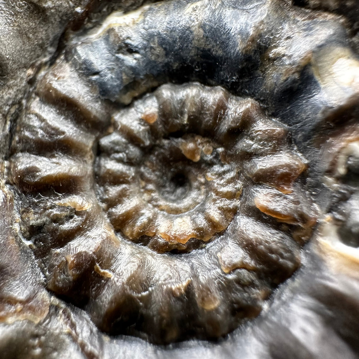 Androgynoceras maculatum ammonite fossil with box and stand - Whitby, North Yorkshire Jurassic Coast Yorkshire Fossils