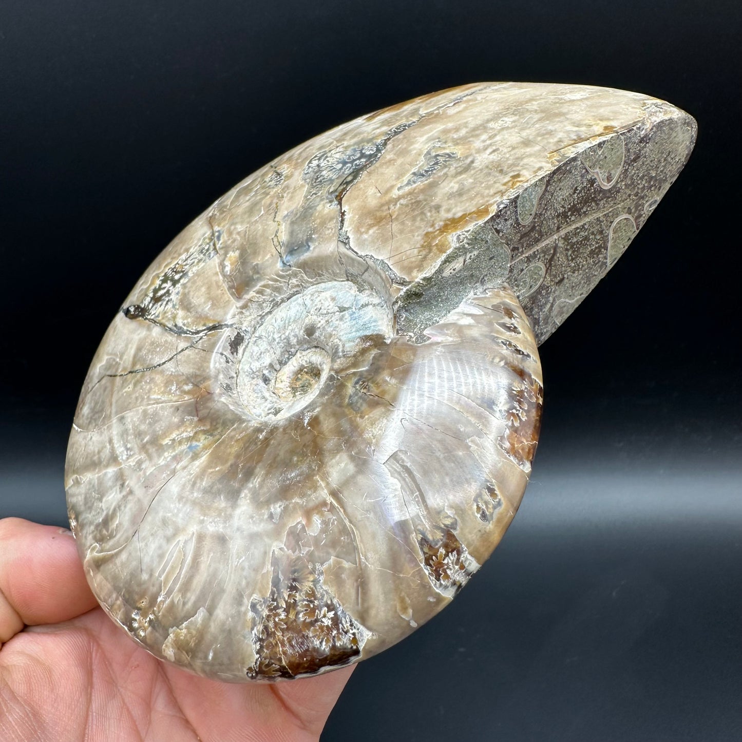 Cleoniceras Ammonite Fossil With Stand - Cretaceous Ammonite Madagascar