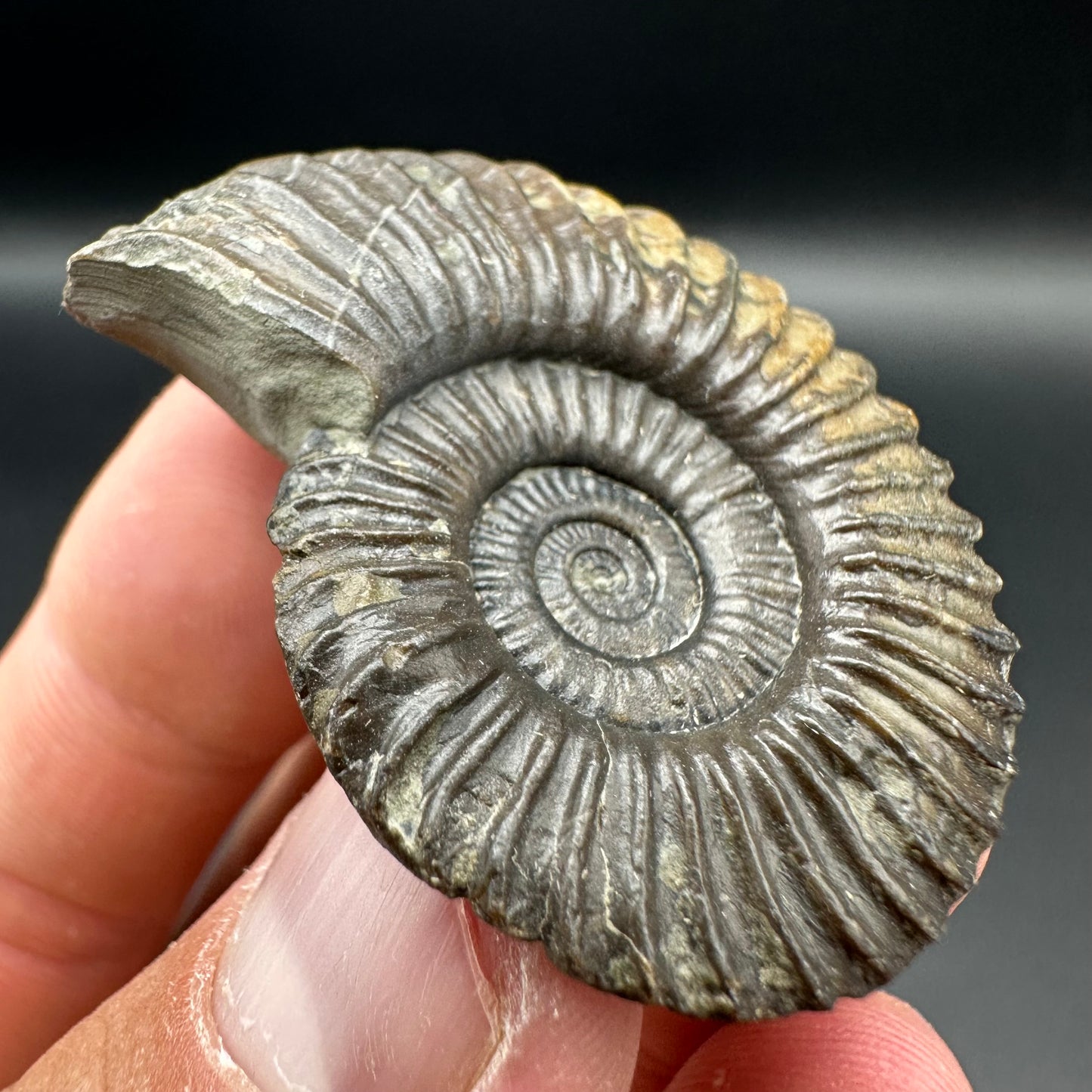 Schlothemia sp. ammonite fossil with box and stand - Whitby, North Yorkshire Jurassic Coast, Yorkshire fossils