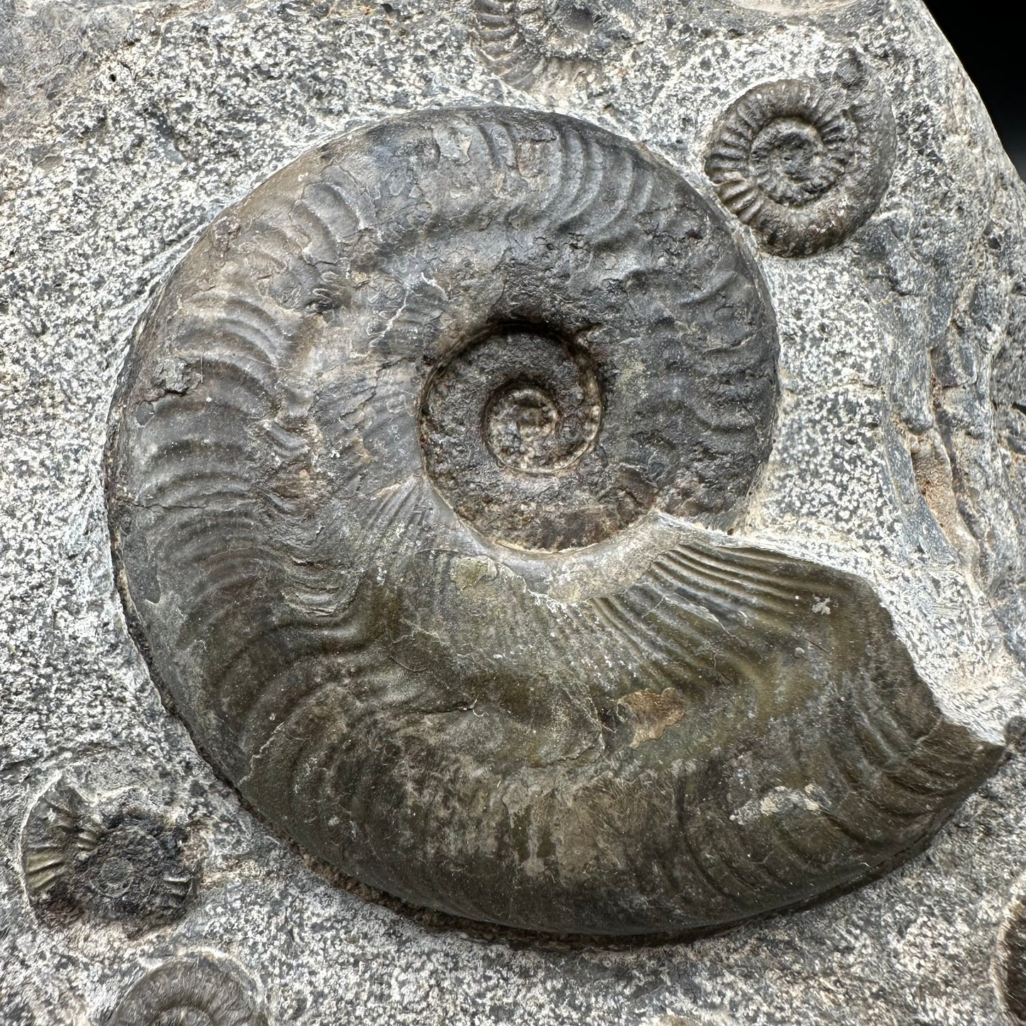 Harpoceras Sp. Ammonite fossil - Whitby, North Yorkshire Jurassic Coast Yorkshire Fossils