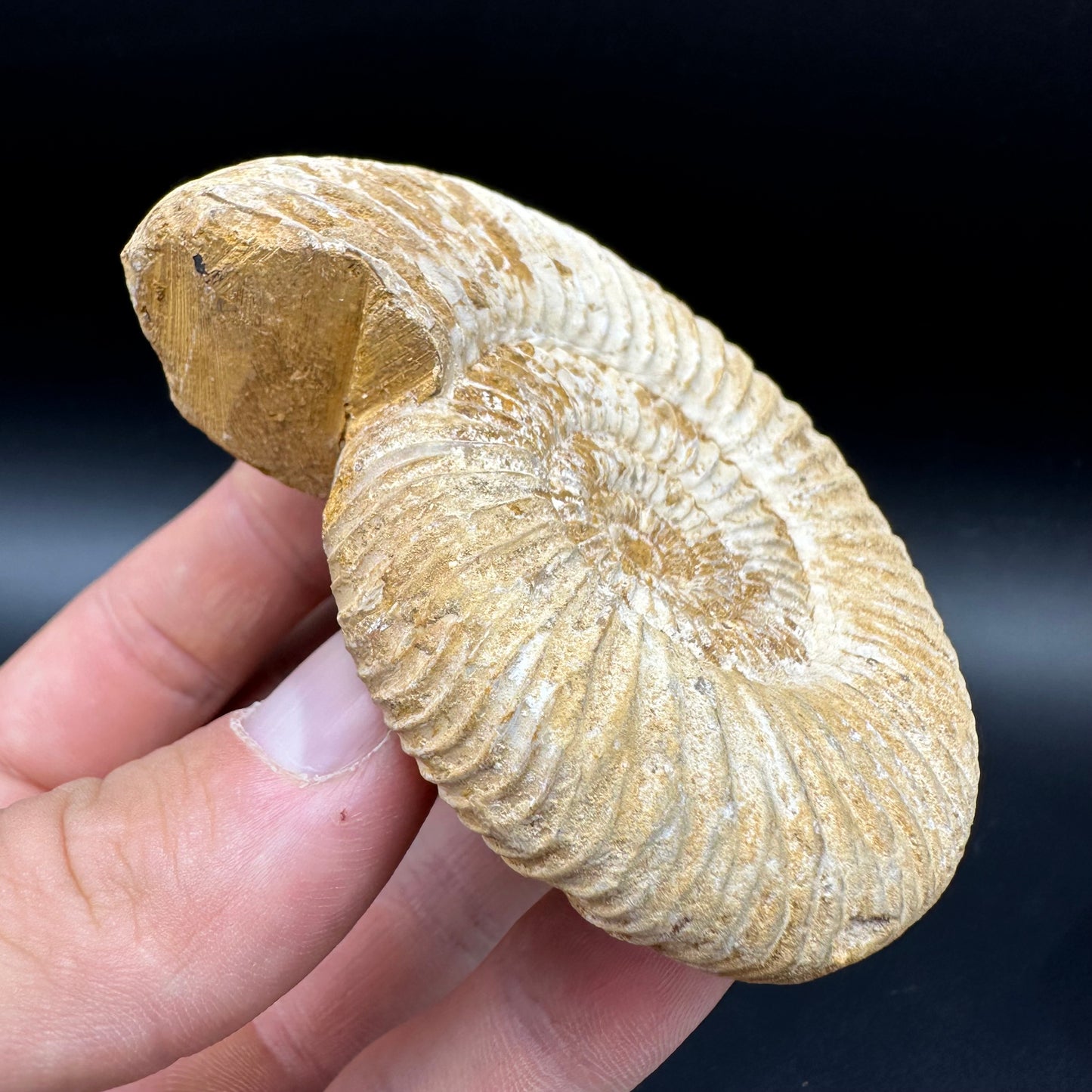 Dichotomosphinctes Ammonite Fossil With Box And Stand - Middle Jurassic Ammonite Madagascar