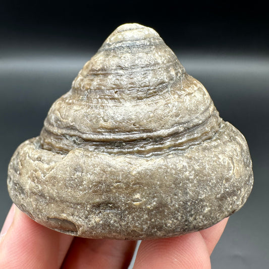 Gastropod Fossil Shell With Tin And Stand - Whitby, North Yorkshire, Jurassic Coast, Yorkshire Fossils