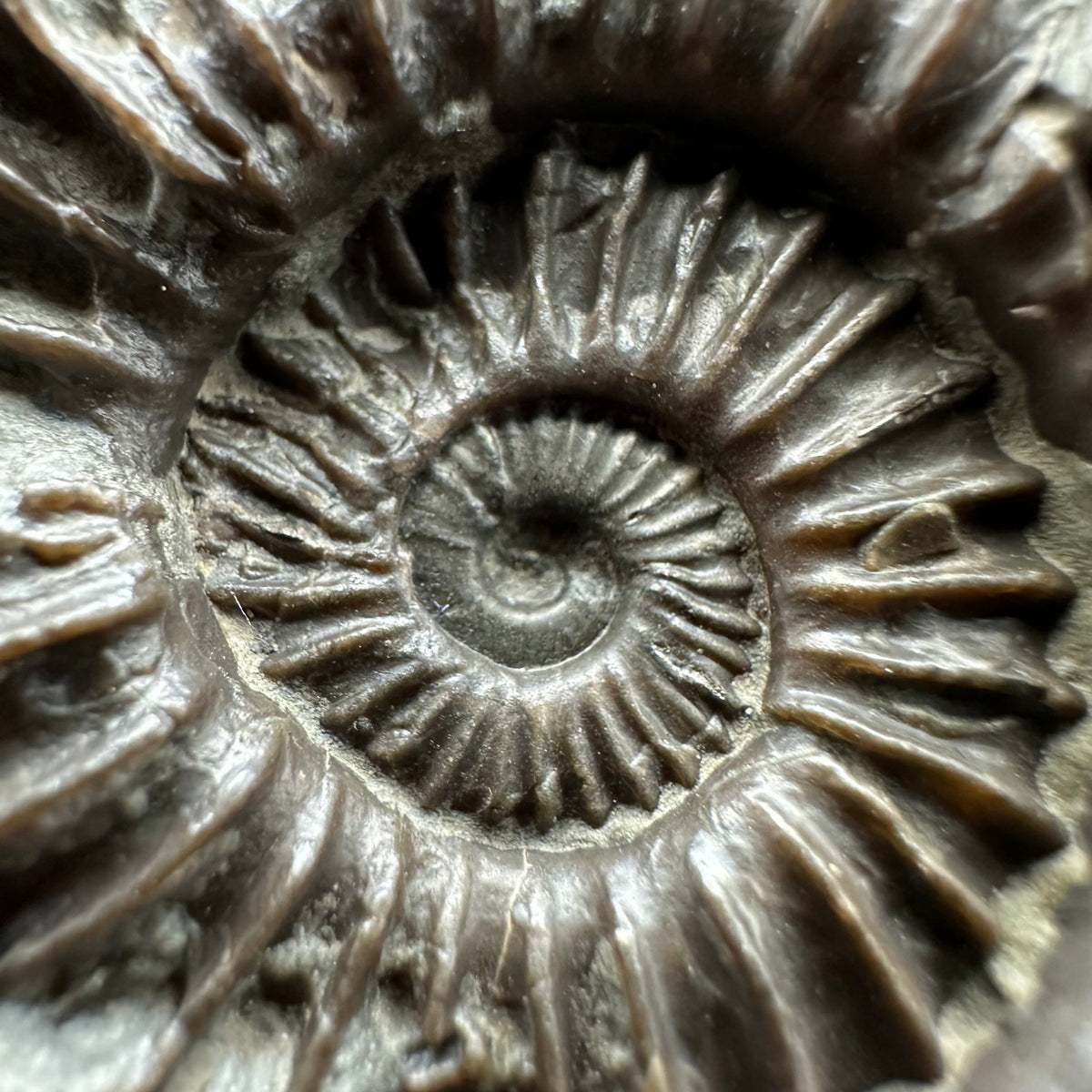 Schlothemia sp. ammonite fossil with box and stand - Whitby, North Yorkshire Jurassic Coast, Yorkshire fossils