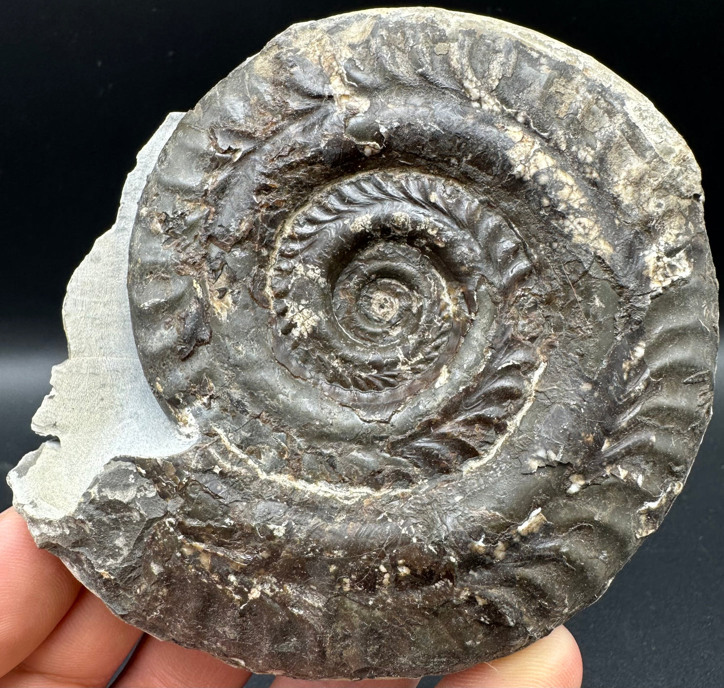 Hildoceras lusitanicum Ammonite fossil with box and stand - Whitby, North Yorkshire, Jurassic Coast, Yorkshire Fossils from the Jurassic Coast