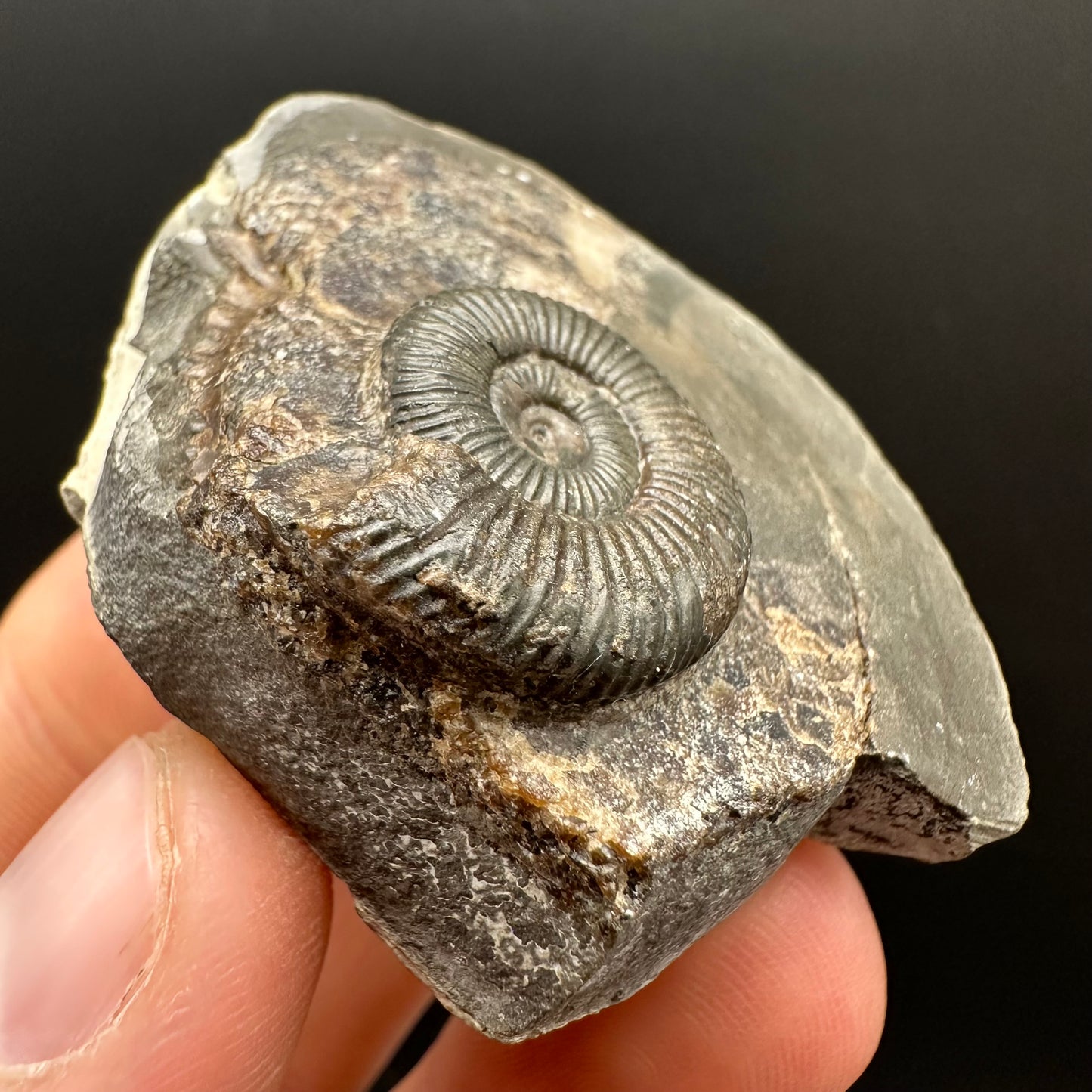 Dactylioceras Ammonite Fossil Gift Set - Whitby, North Yorkshire Jurassic Coast Yorkshire Fossils