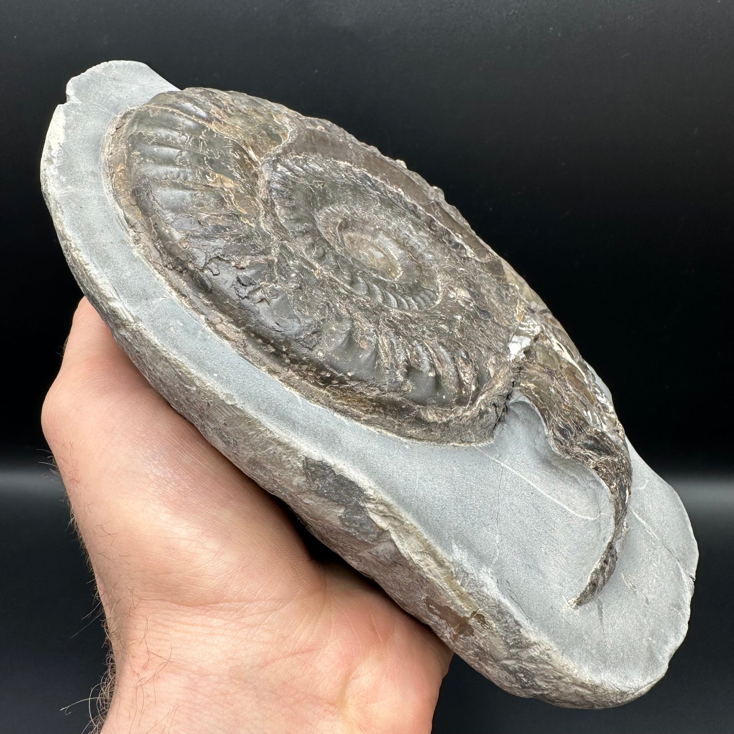 Hildoceras lusitanicum Ammonite fossil - Whitby, North Yorkshire, Jurassic Coast, Yorkshire Fossils from the Jurassic Coast