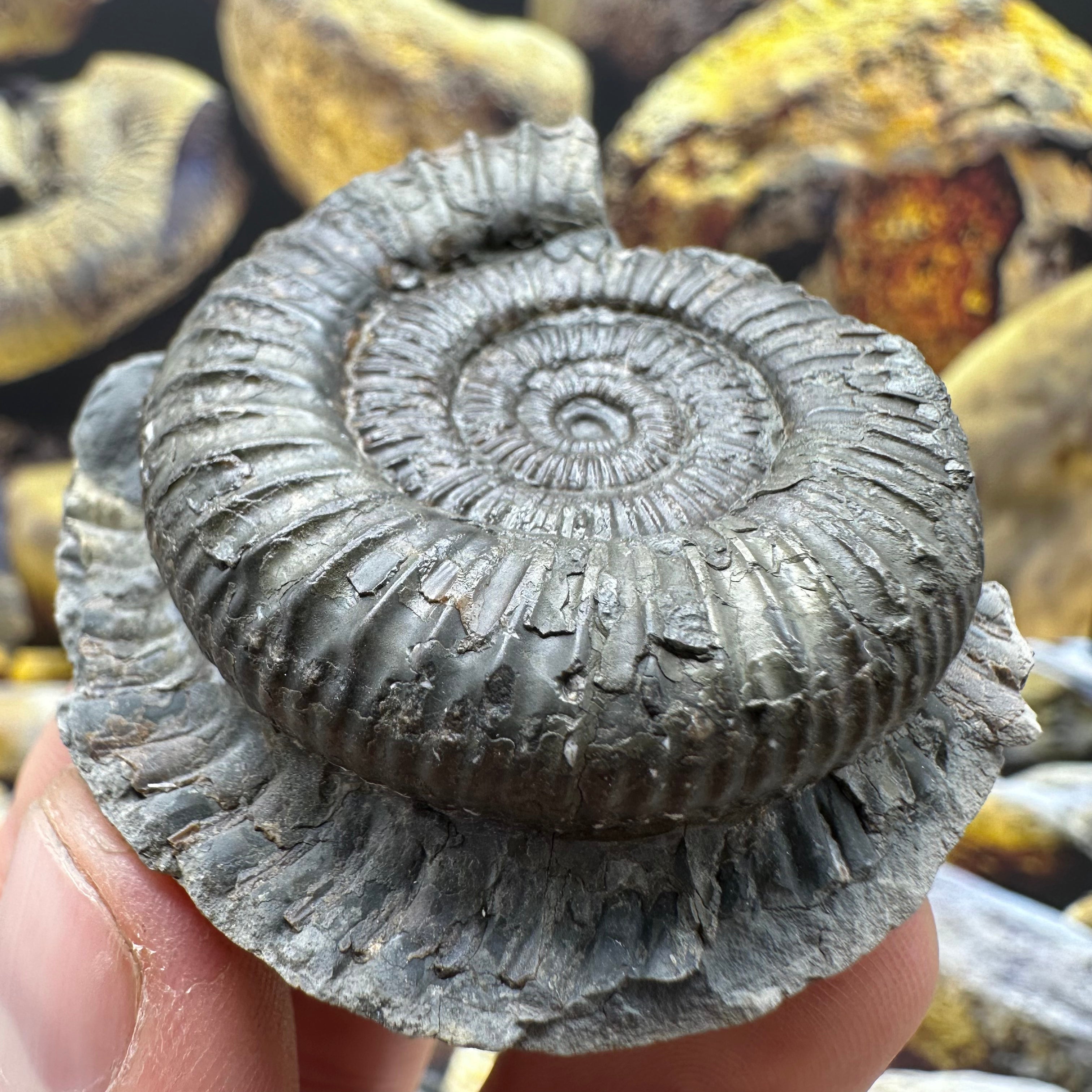 Dactylioceras Ammonite Fossil - Whitby, North Yorkshire Jurassic Coast ...