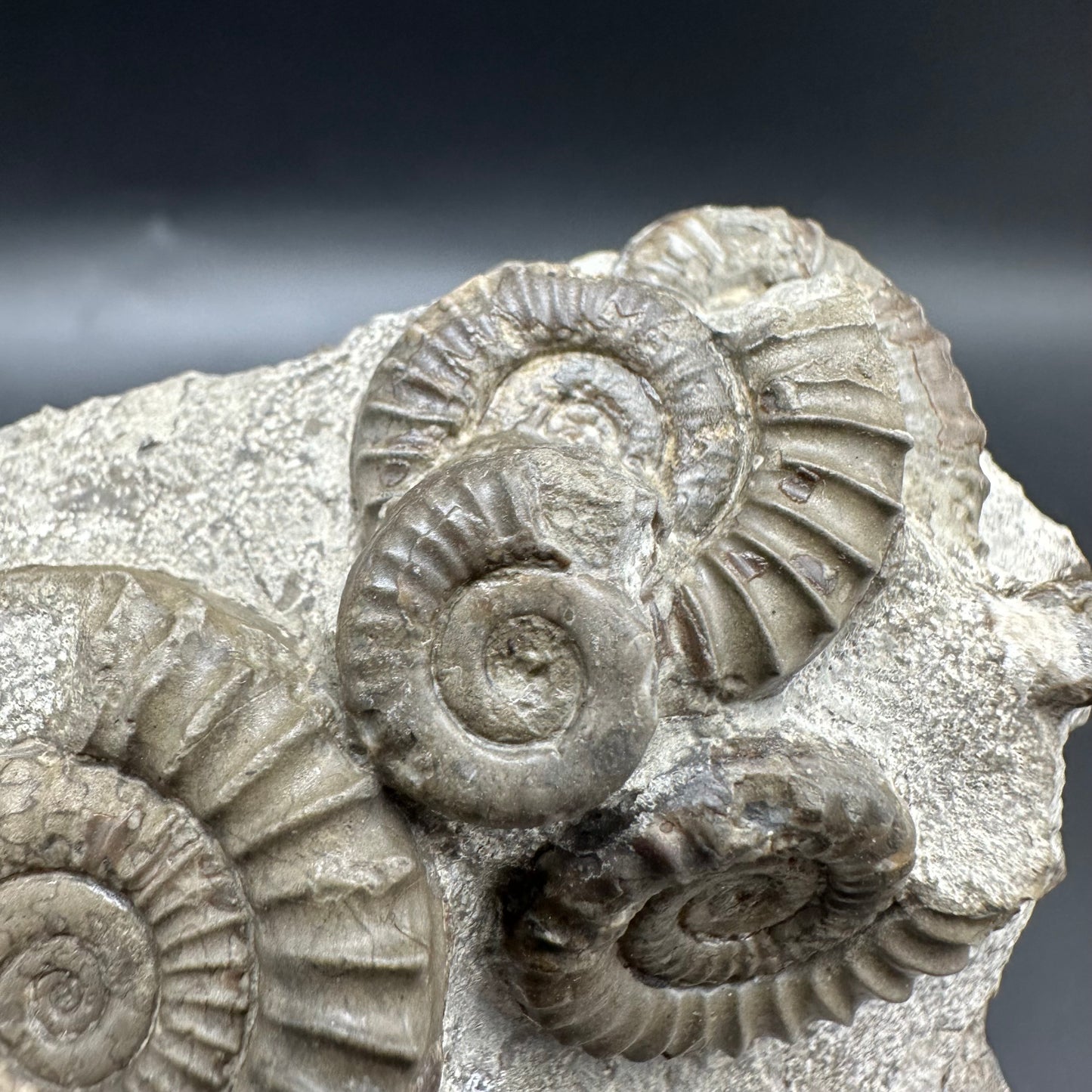 Arnioceras ammonite shell fossil with box and stand - Whitby, North Yorkshire Jurassic Coast Yorkshire Fossils