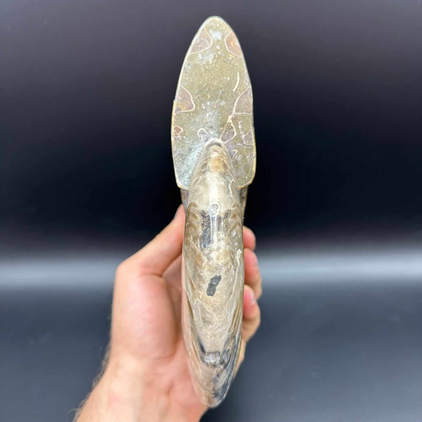 Cleoniceras Ammonite Fossil With Stand - Cretaceous Ammonite Madagascar