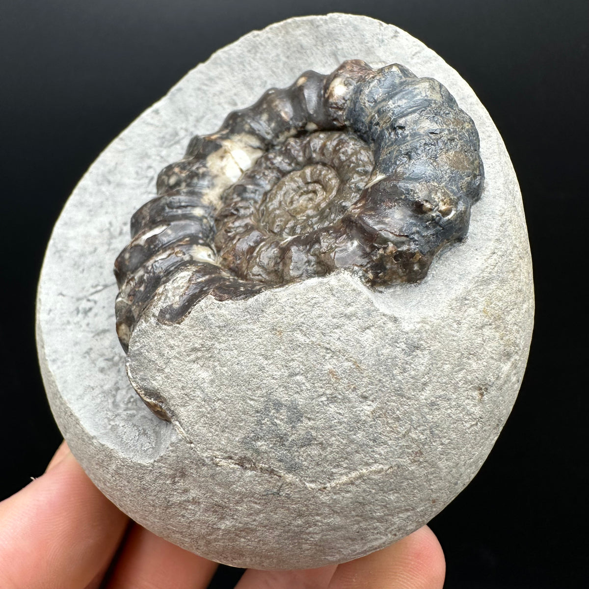 Androgynoceras maculatum ammonite fossil with stand - Whitby, North Yorkshire Jurassic Coast Yorkshire Fossils