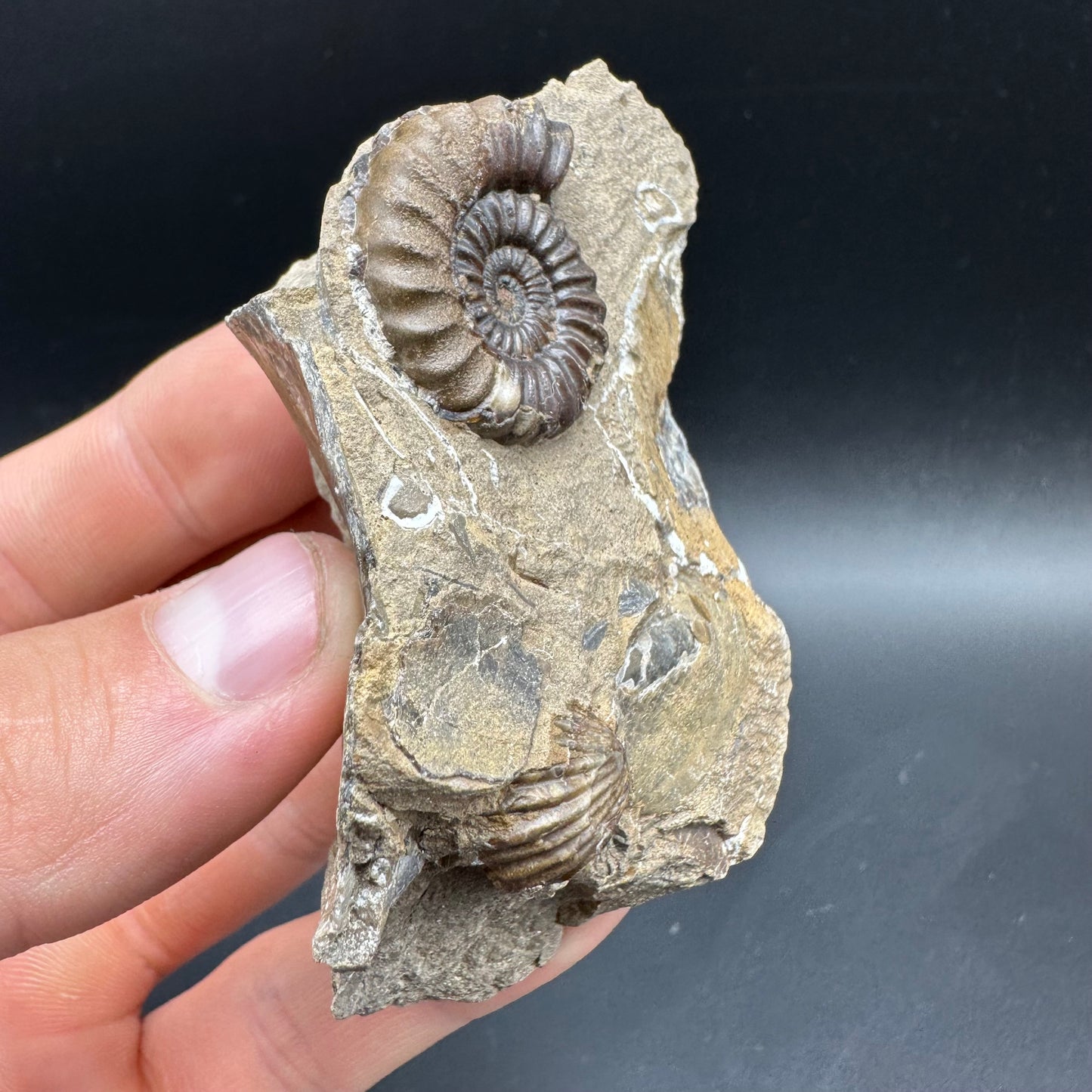 Androgynoceras capricornus Ammonite Fossil With Box And Stand - Whitby, North Yorkshire Jurassic Coast Yorkshire Fossils