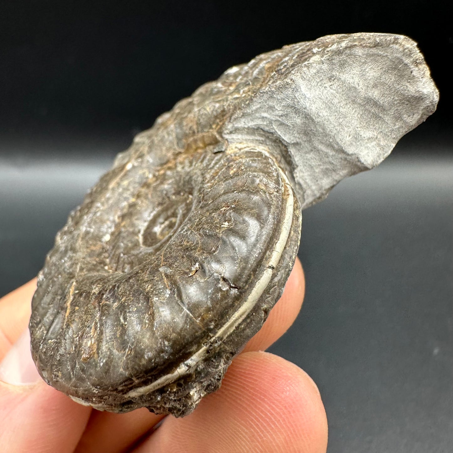 Hildoceras lusitanicum Ammonite fossil with box and stand - Whitby, North Yorkshire, Jurassic Coast, Yorkshire Fossils from the Jurassic Coast