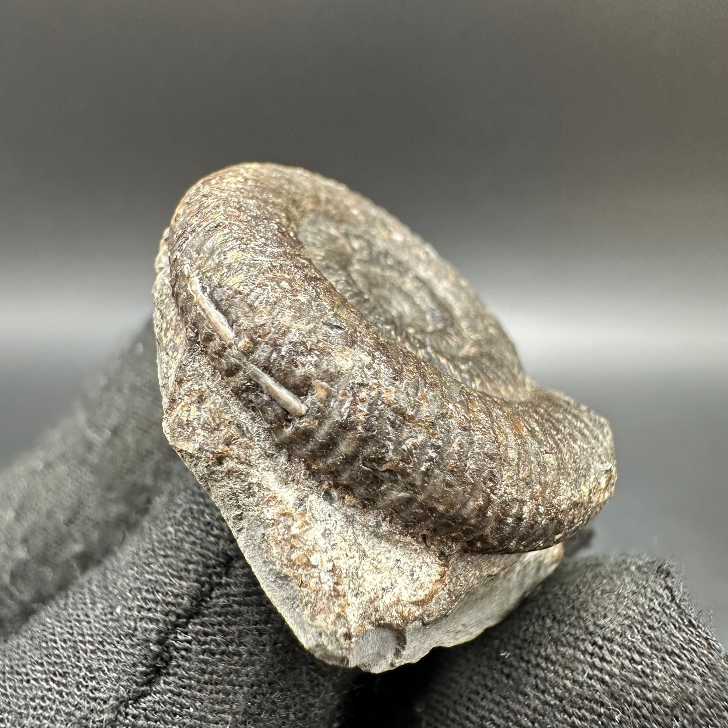 Dactylioceras Ammonite Fossil With Box And Stand - Whitby, North Yorkshire Jurassic Coast Yorkshire Fossils
