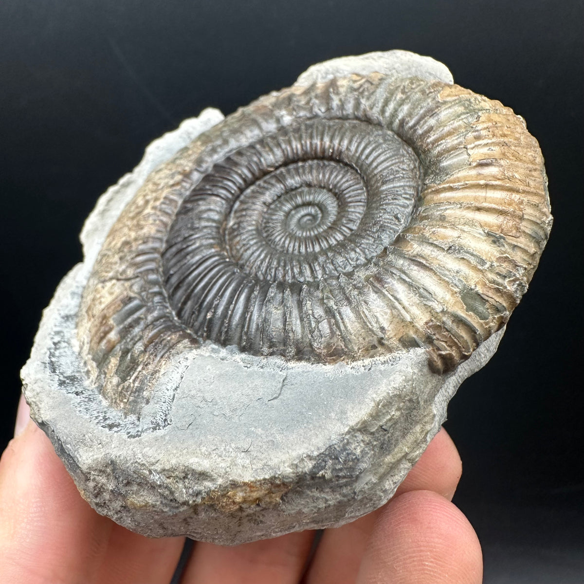 Dactylioceras Ammonite nodule (split pair) Fossil With Box And Stand - Whitby, North Yorkshire Jurassic Coast Yorkshire Fossils